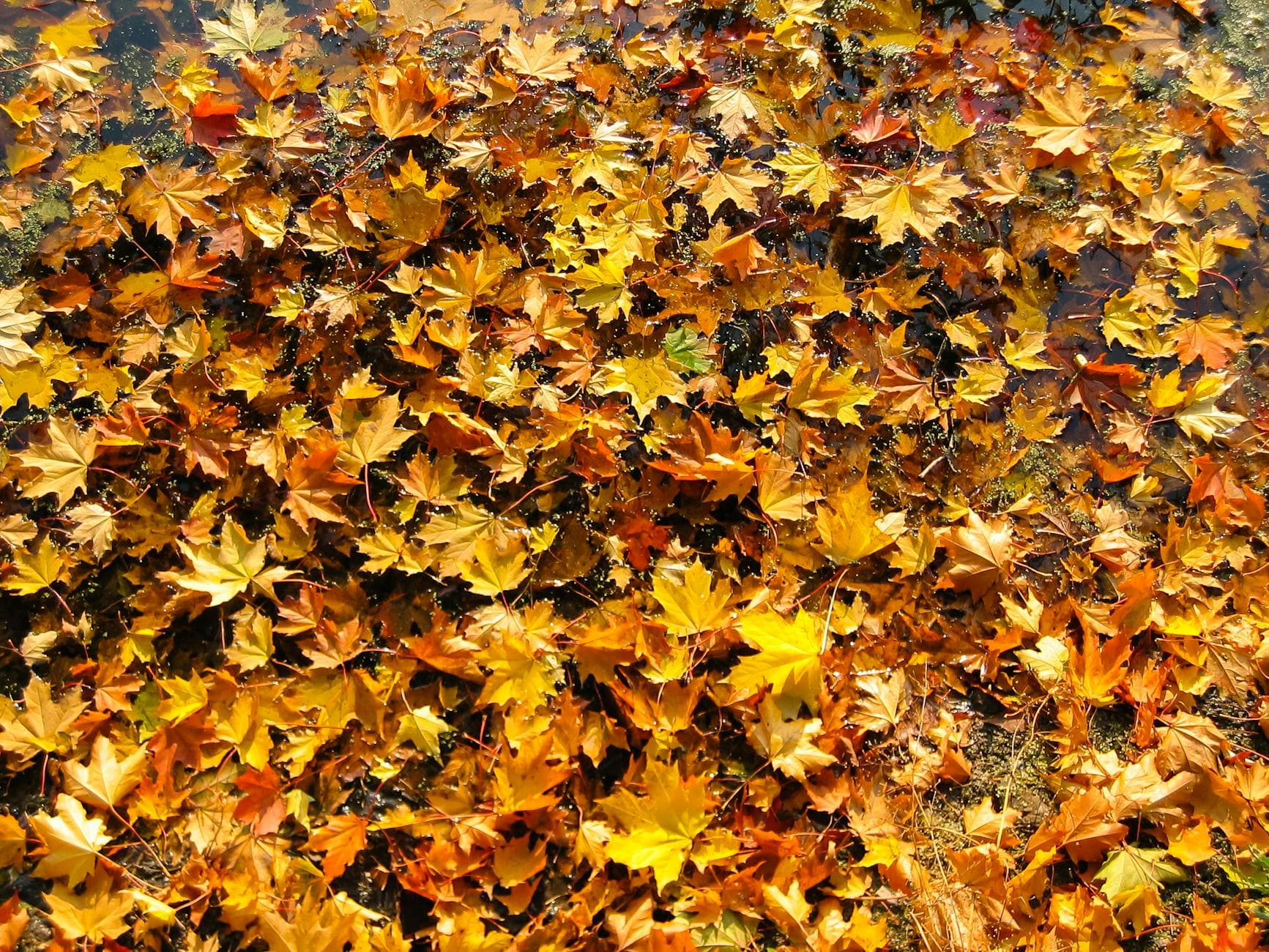 Autumn - Colorful maple leaves scattered on the ground