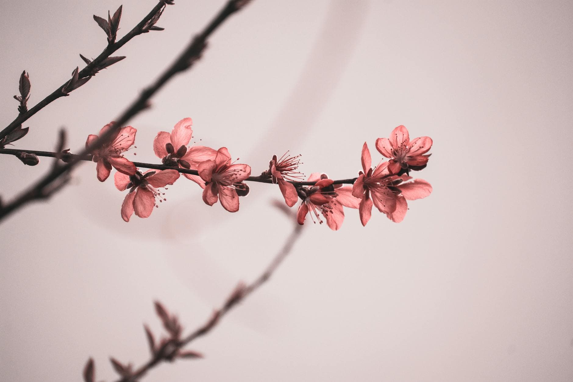 Summer - Vibrant blooms representing summer warmth and growth