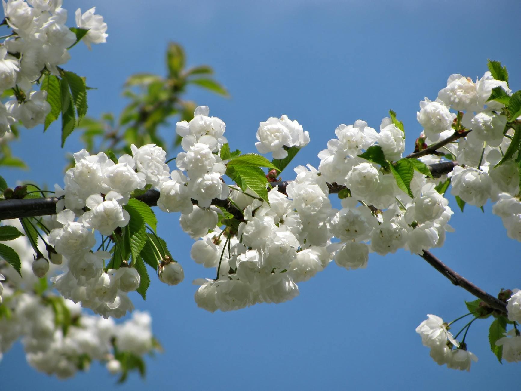Spring - Beautiful white cherry blossoms in full bloom